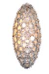 ppc0000509